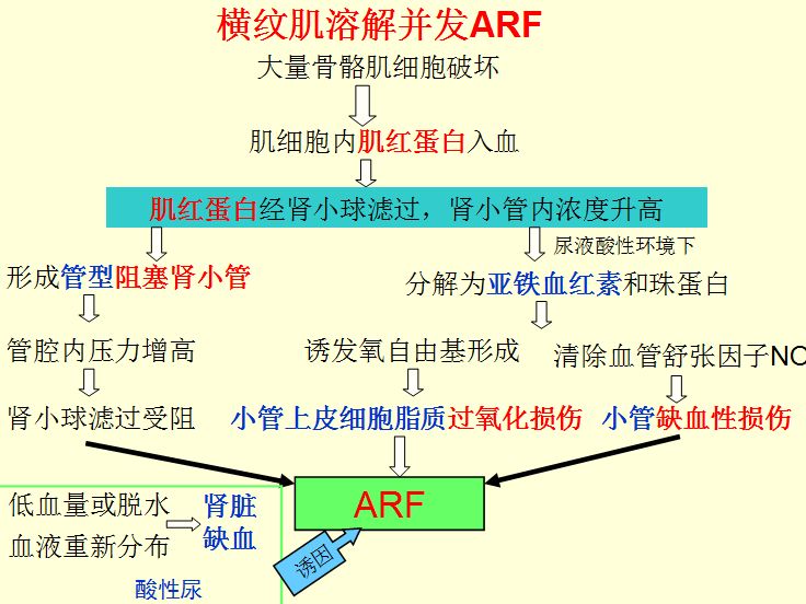 不易疲劳等特点,心肌构成心壁,两者都不随人的意志收缩,故称不随意肌