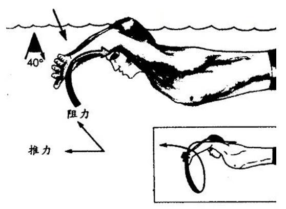蛙泳臂部的推進階段與蝶泳的內划動作相似,即雙手在體下做一較大弧度