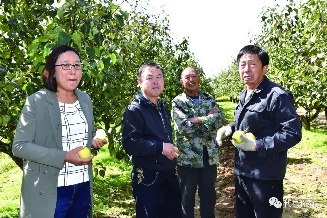 代县杨家将故里鹿蹄涧村千亩酥梨大丰收_杨成荣