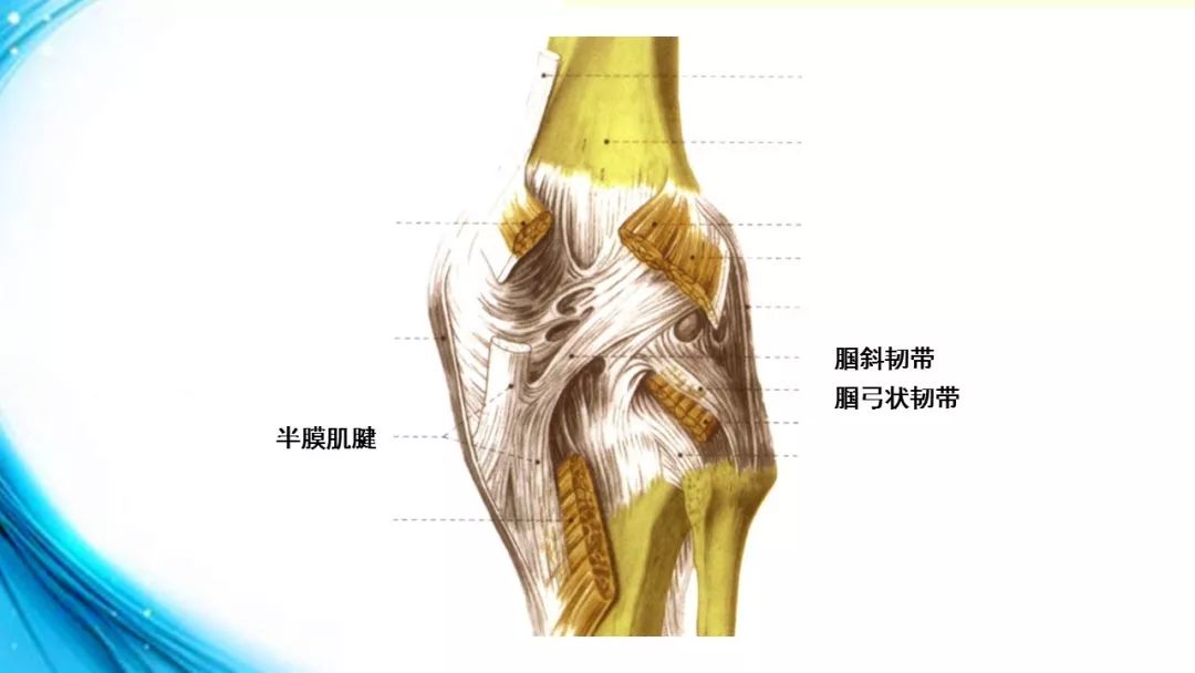 解剖知识|膝关节解剖(二)_韧带