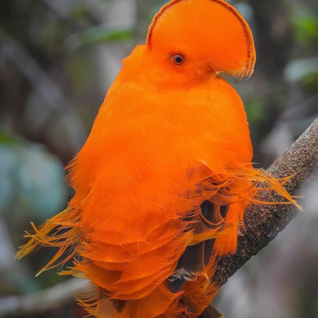 桔梗鹦鹉鸟图片