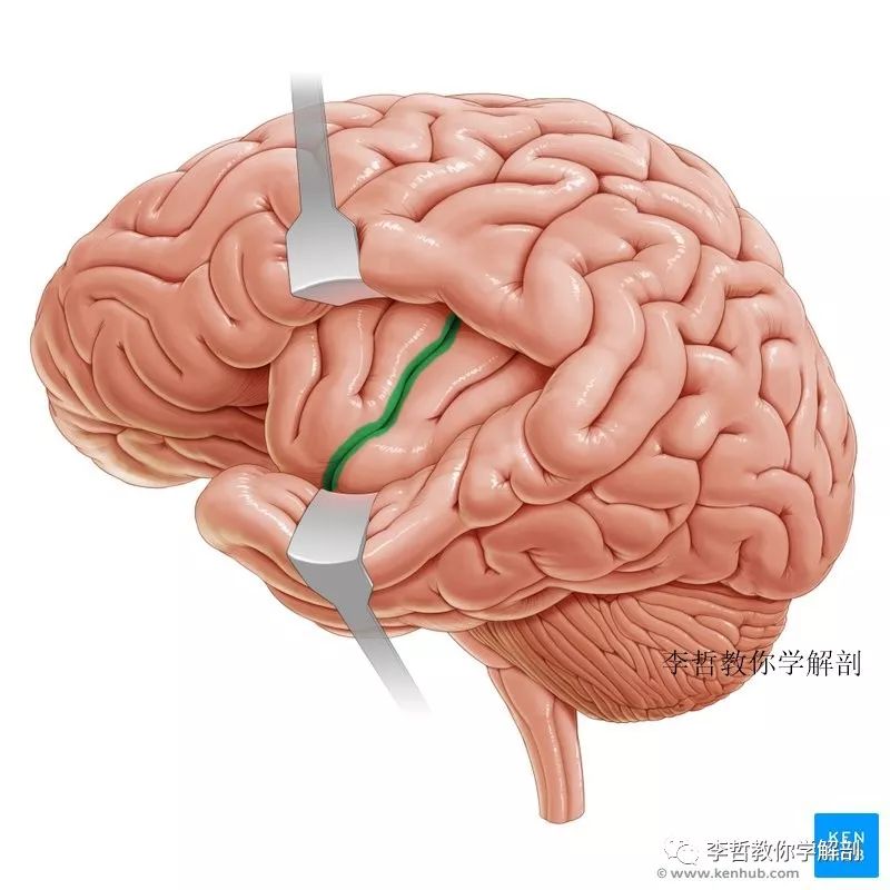 大脑二维图集第3季