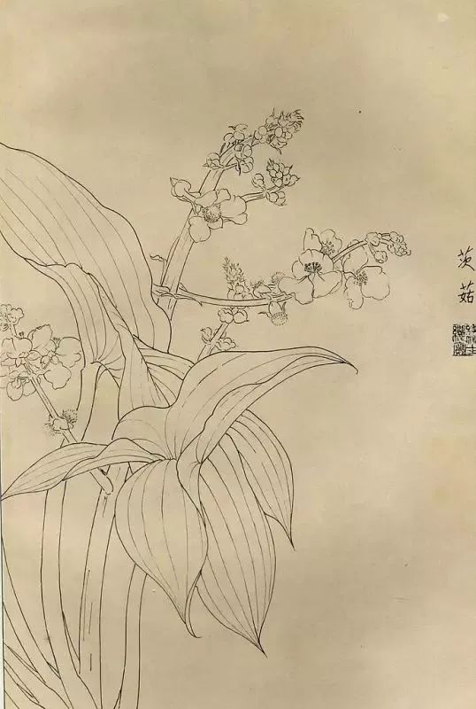 白描畫百花圖譜大全收藏學習吧