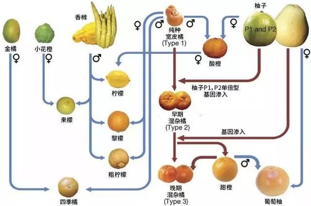 柑橘家清流不多,柠檬是一个