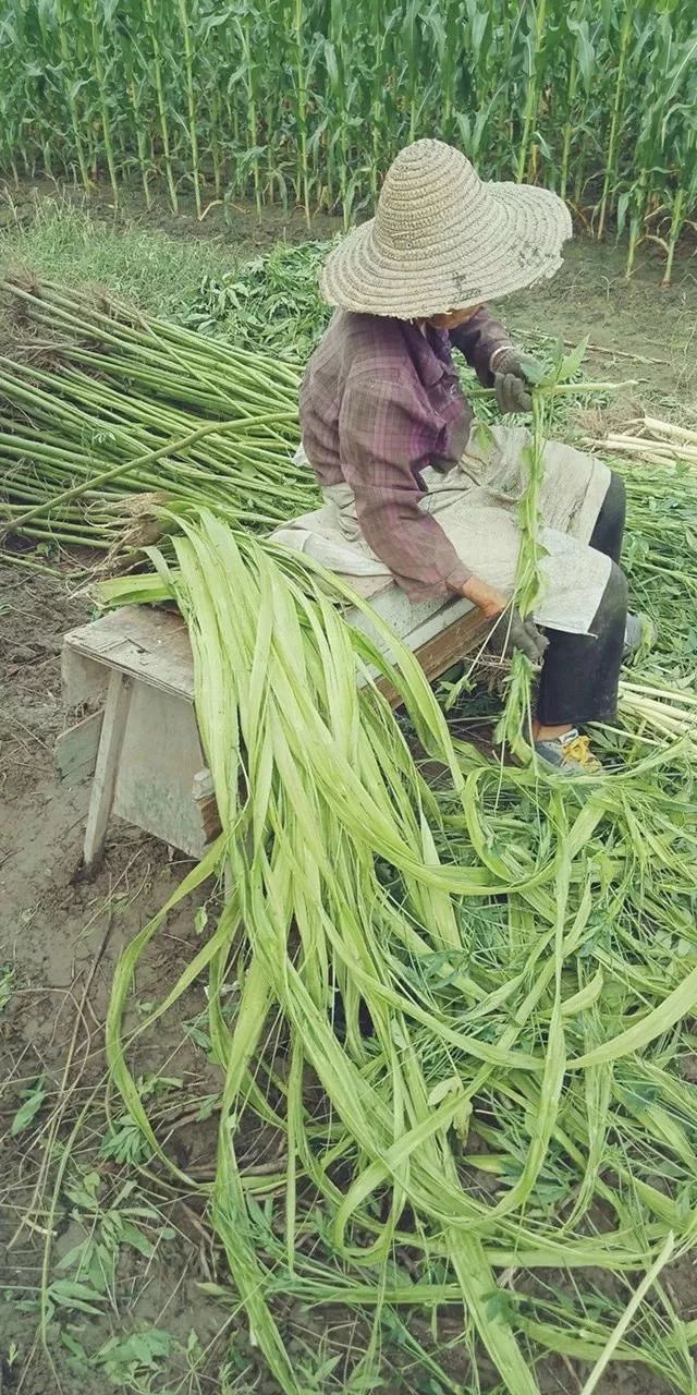 清末明初的时候,沙地引进黄麻种植,之后面积逐步扩大,成为著名的络麻