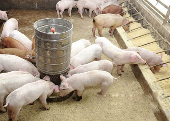 一群猪抢食的图片图片