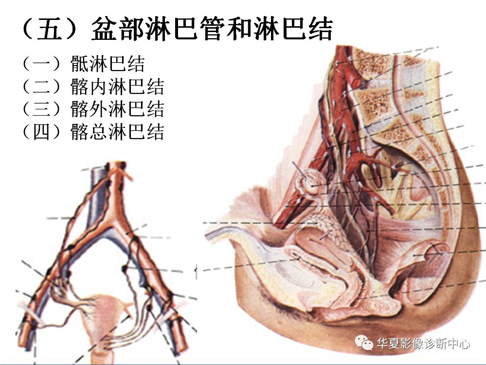 全身淋巴系统的精细解剖