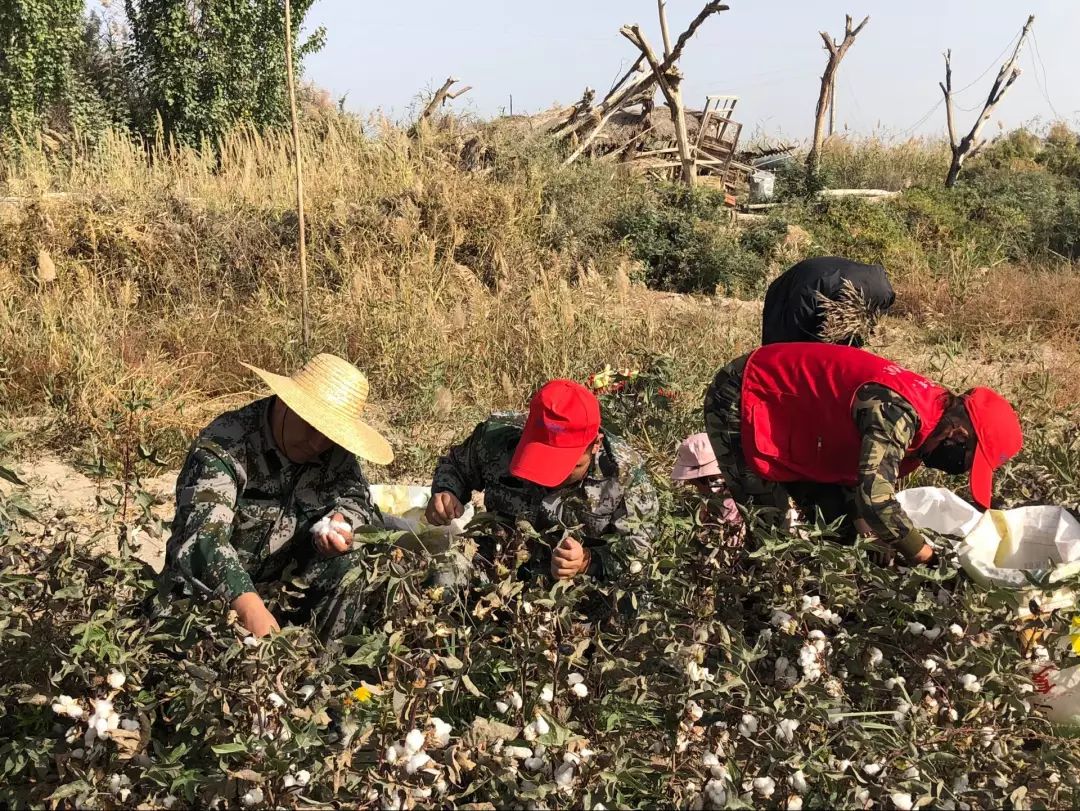 脱贫攻坚丨金秋十月 抢拾棉花