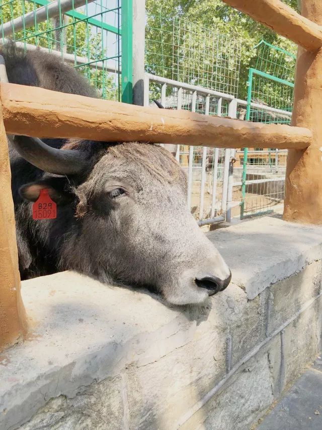 調皮的小白虎,攀著圍欄好奇地偷看鄰居的生活~童年聖地——動物園3