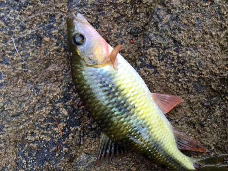 爽釣野生小石斑魚身上很清晰的幾道花紋喜歡生活在石頭邊