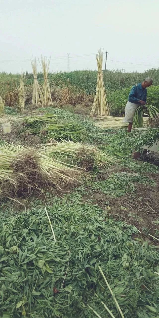 沙地,沙性壤土,种络麻再适宜不过.