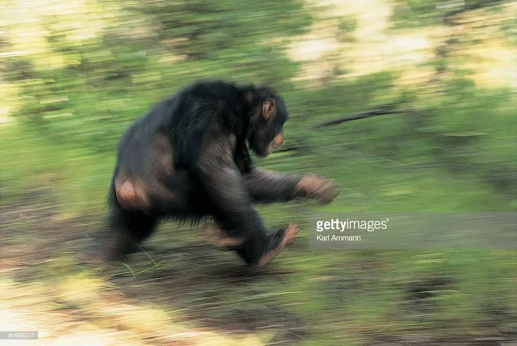 研究者让人类生物学上的近亲—5只黑猩猩在跑步机上进行两腿行走或