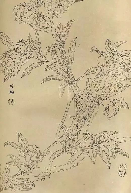 白描畫百花圖譜大全收藏學習吧