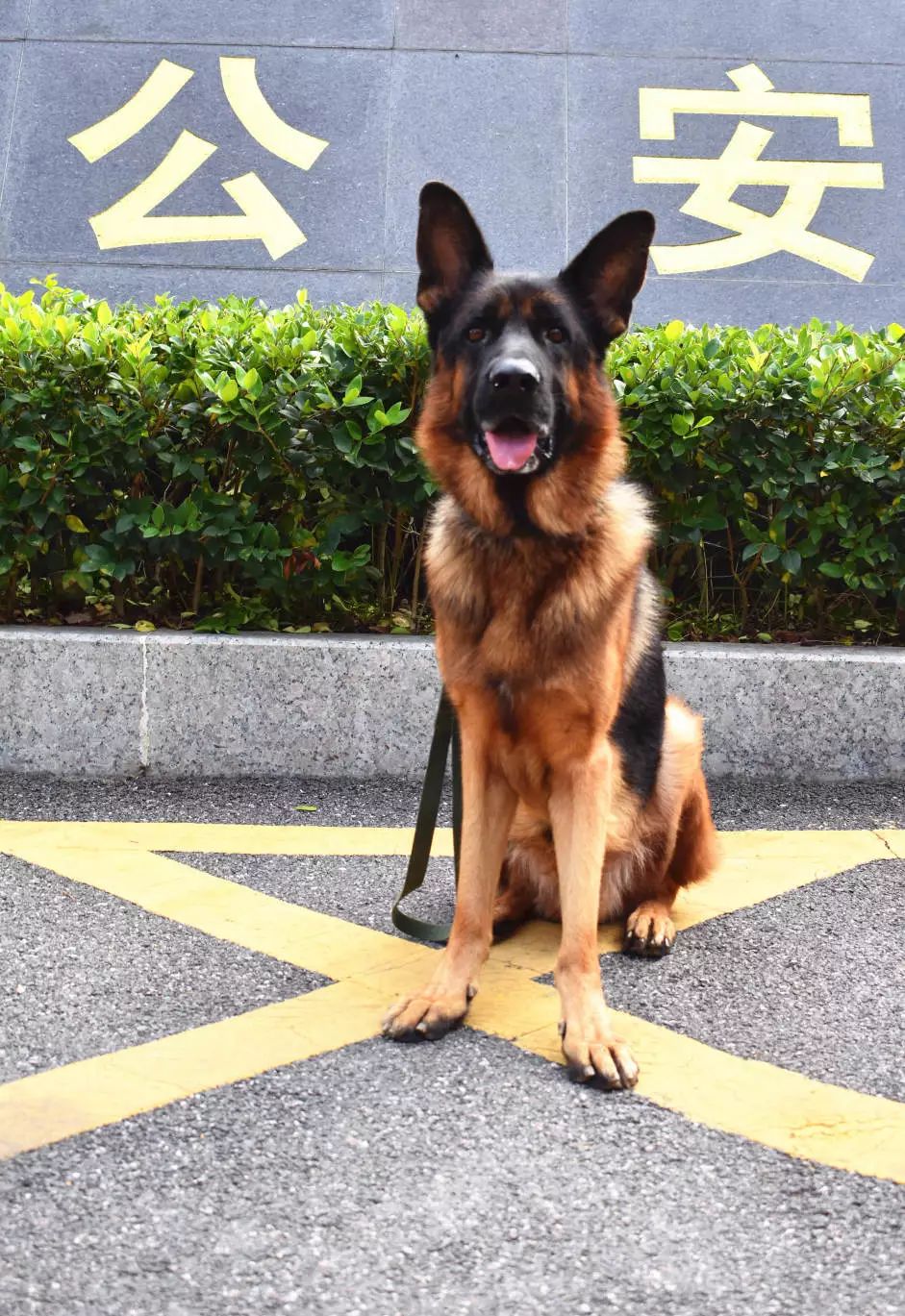 体型小警犬的犬种图片