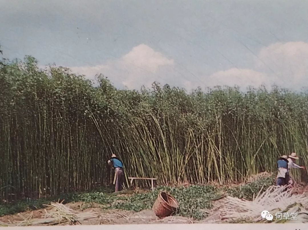 剥络麻很辛苦荷叶地遗址简况荷叶地遗址出土玉器浙江省文物考古研究所