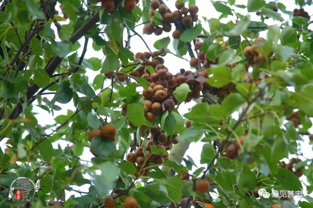 甘草鸟梨,食了个个发财_广东潮汕地区