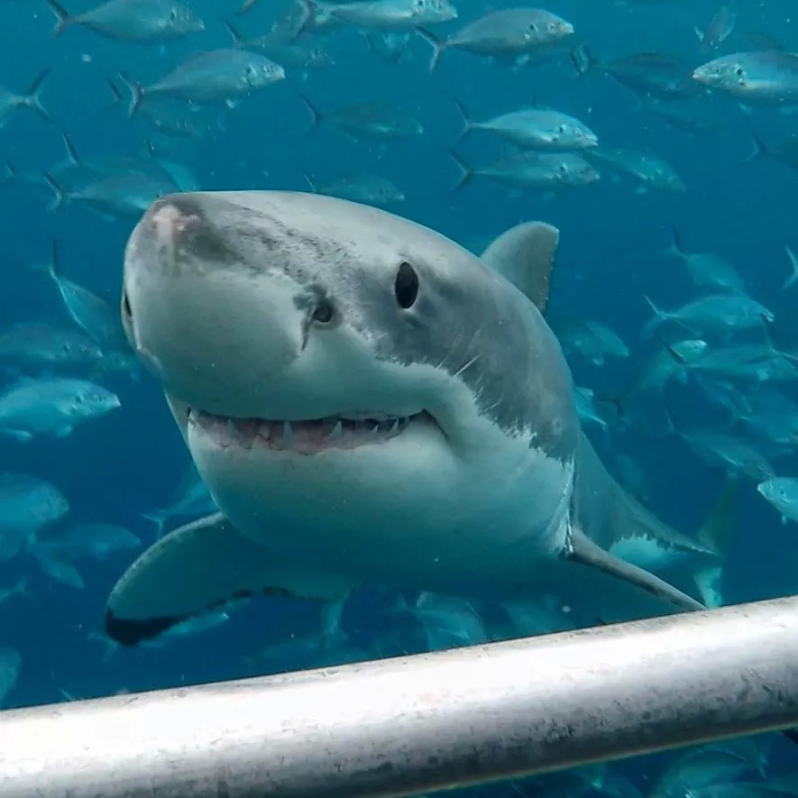 福懋動物醫院海底突現驚悚小丑臉本來以為是恐怖片結果真相卻是科普片