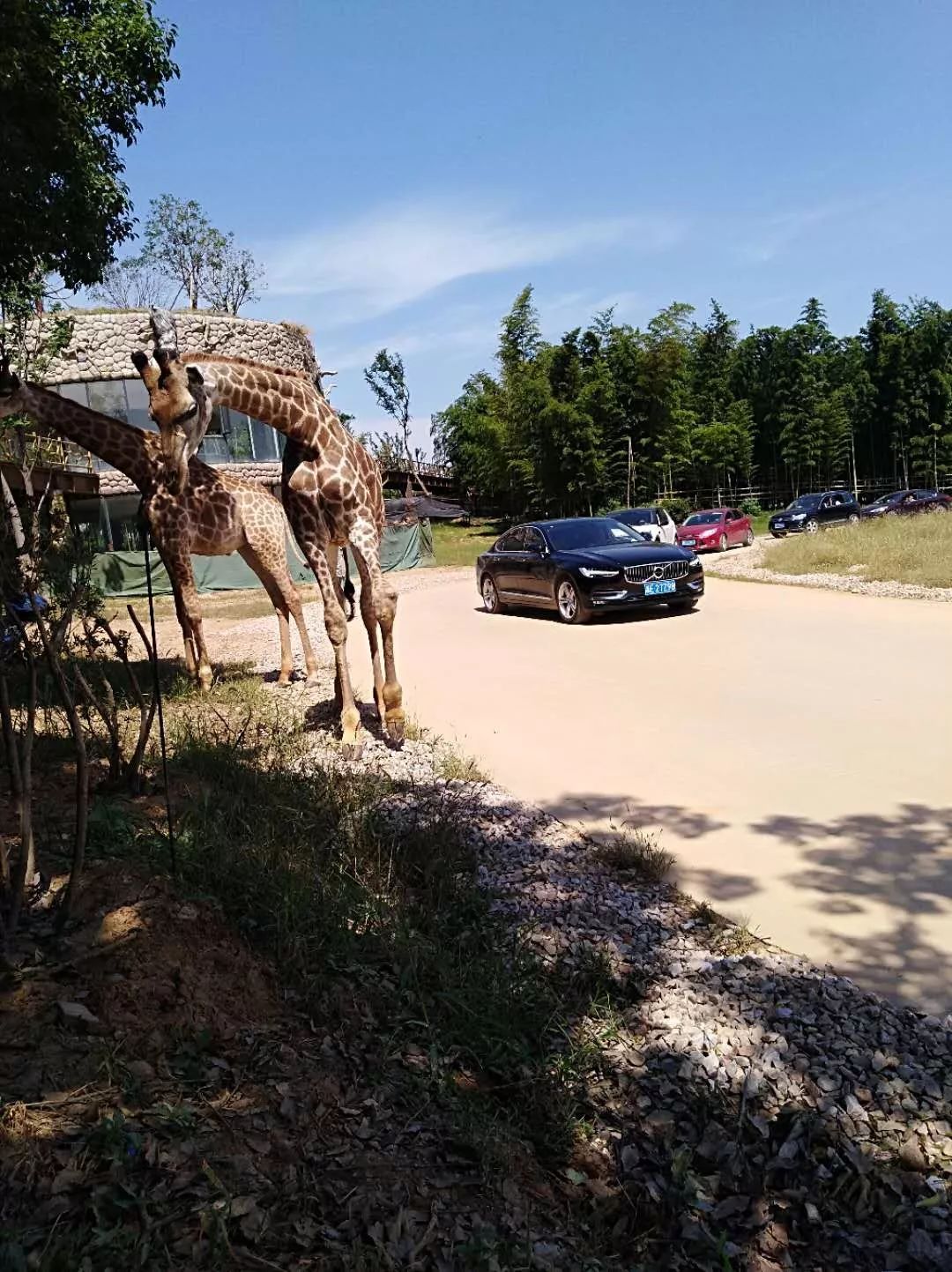 太湖龍之夢動物世界車行區▲太湖古鎮東大門前全是遊客動物世界7