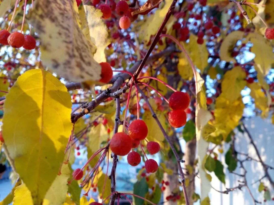 山丁子為落葉喬木,樹姿優雅嫻美,花繁葉茂,白花,綠葉,紅枝互相映託