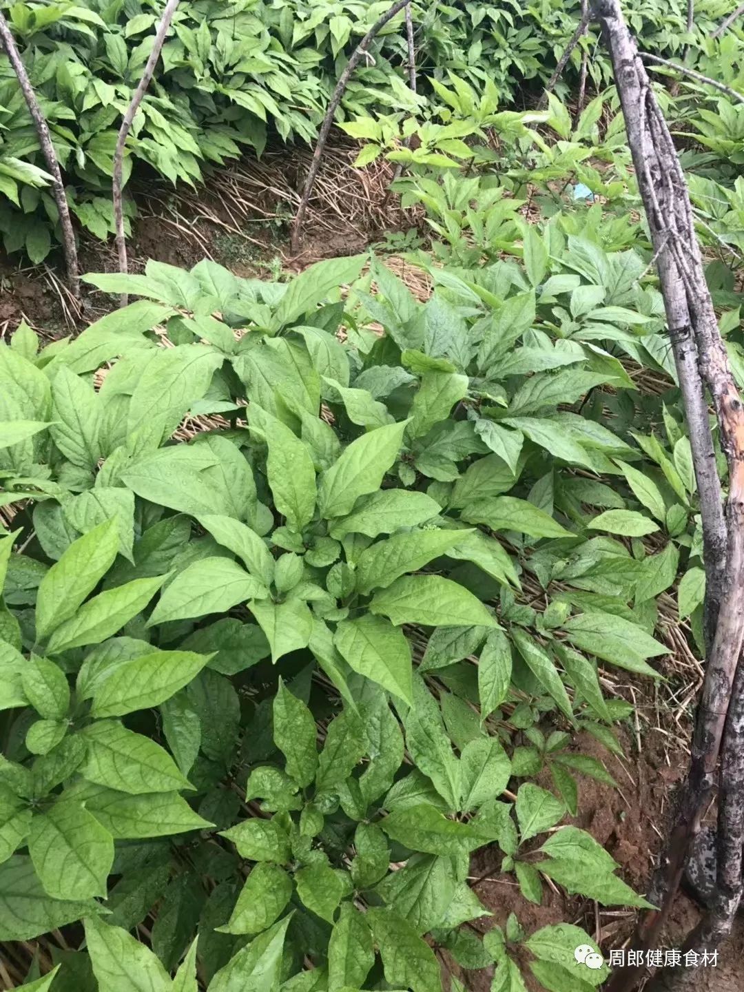 人在旅途吉林通化人參種植基地