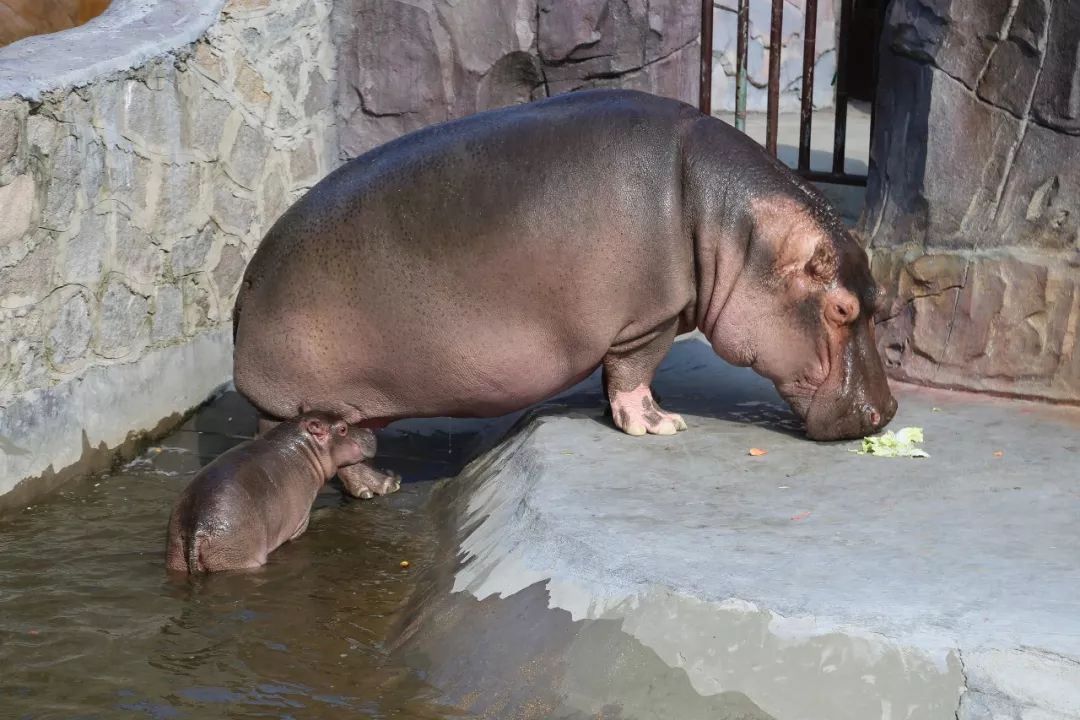 世界動物日新生近一月醜萌河馬小公舉國慶亮相