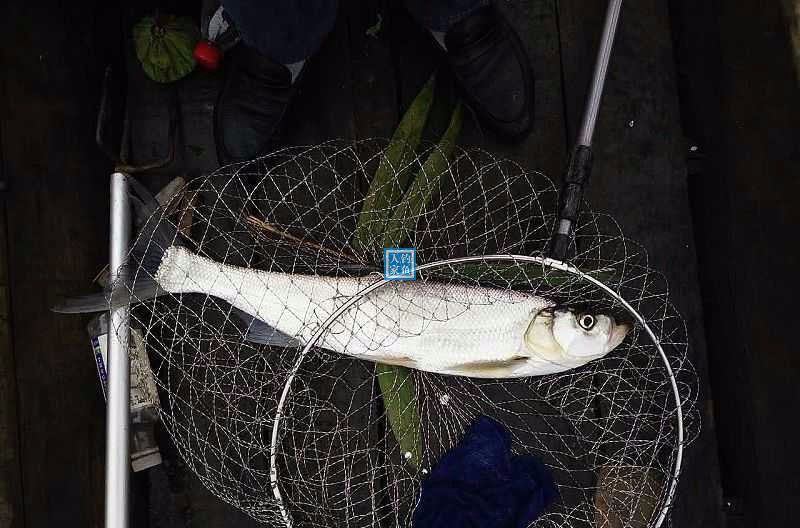 叢林山脈大湖露營探釣野生鯽魚收穫一條一米8斤的野生翹嘴魚