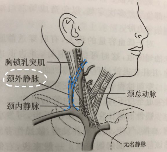 颈静脉的位置图片
