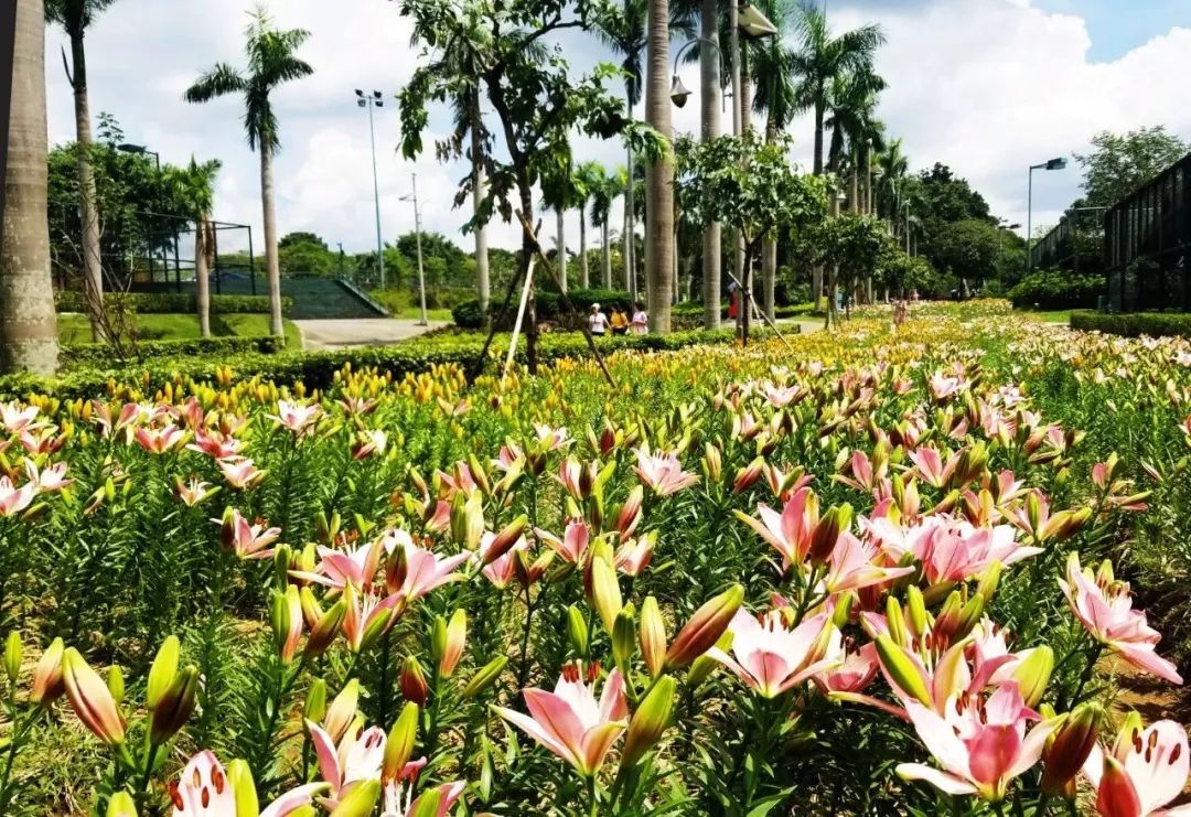 假期宅深圳來觀瀾湖生態體育公園賞百合花