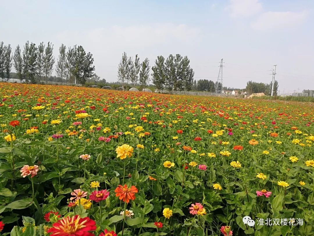 淮北这片花海花开正艳,十几万株鲜花竞相开放,明天约起来!