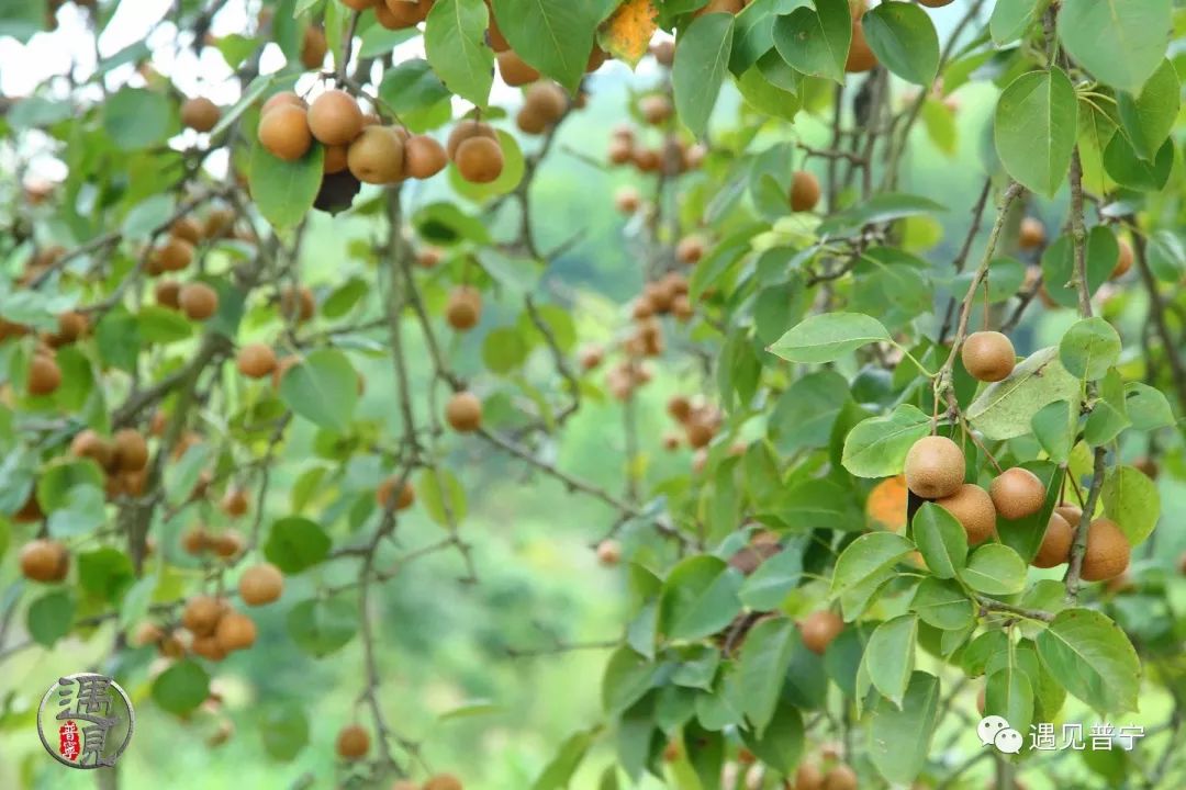 鳥梨,又名糖梨,是廣東潮汕地區獨特的稀有果品.