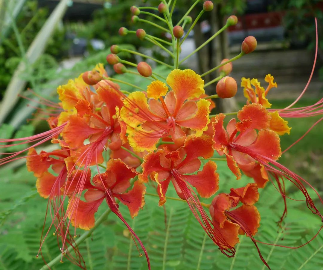 深圳10月花歷!公園之城花千樹!賞花指南給你點顏色看!