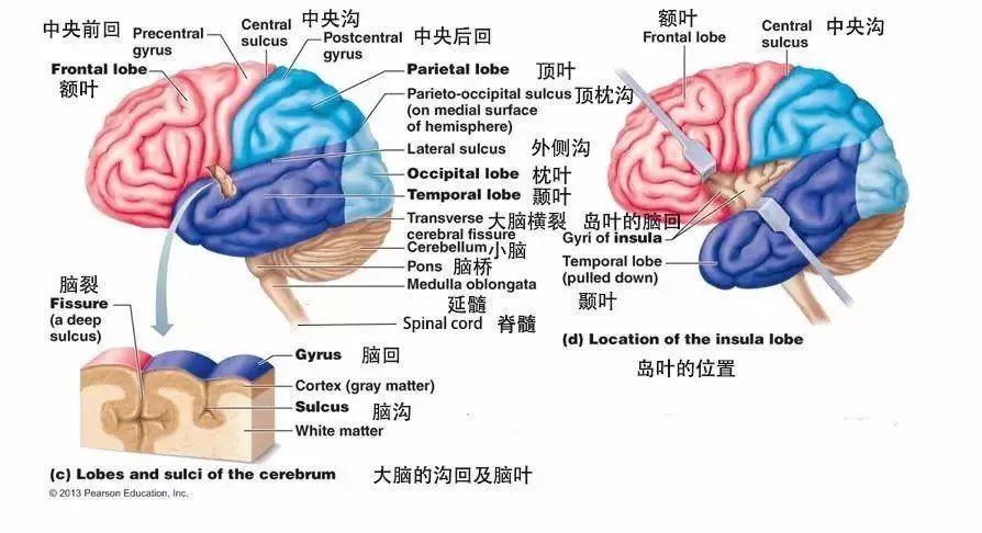 大腦半球彩色解剖圖譜