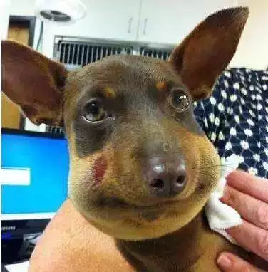 脸被打肿的狗表情包图片