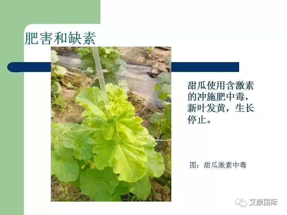 农药药害高清图谱史上最全版