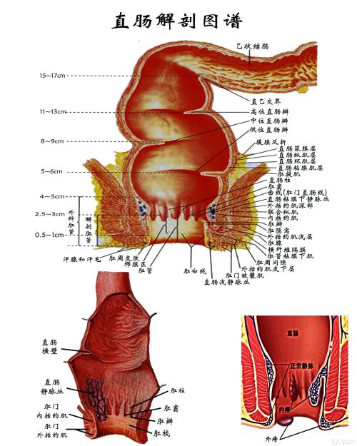 肛门内部图图片