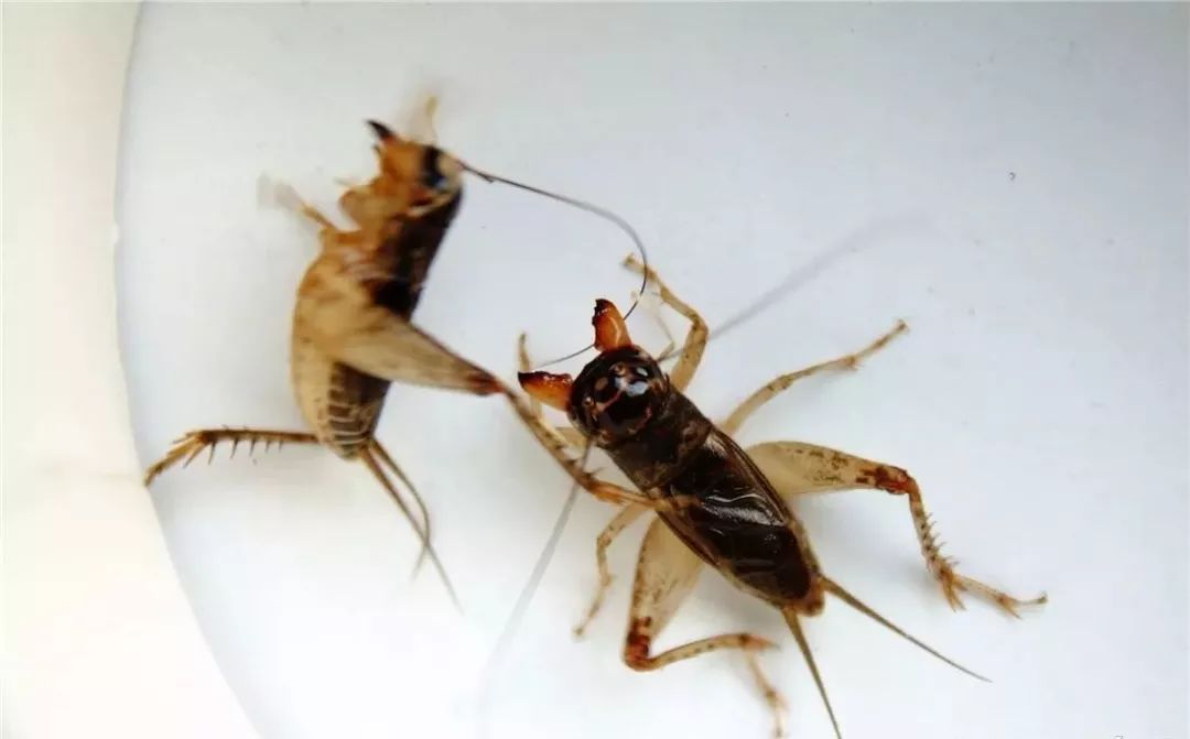 蟋蟀的动作图片