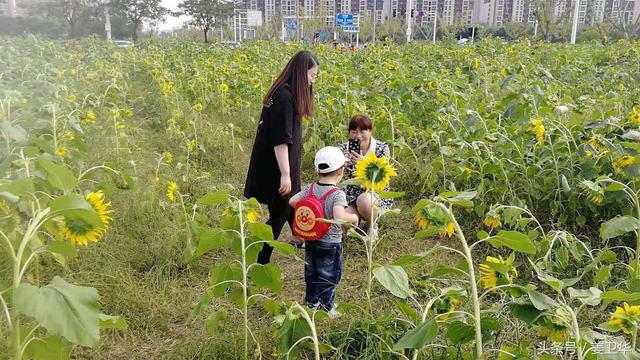 向日葵又名朝阳花是俄罗斯乌克兰葡萄牙等国家的国花