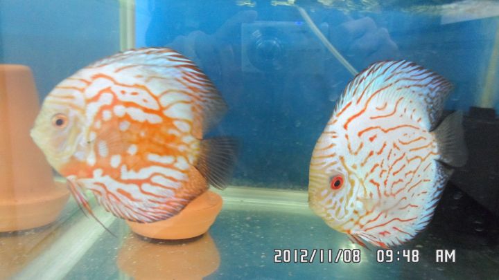 七彩神仙鱼繁殖全过程图片