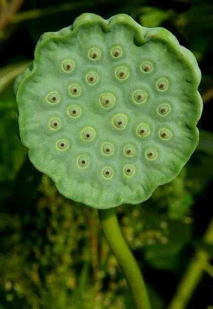 识花随笔藏在荷田里的莲蓬是菜还是花