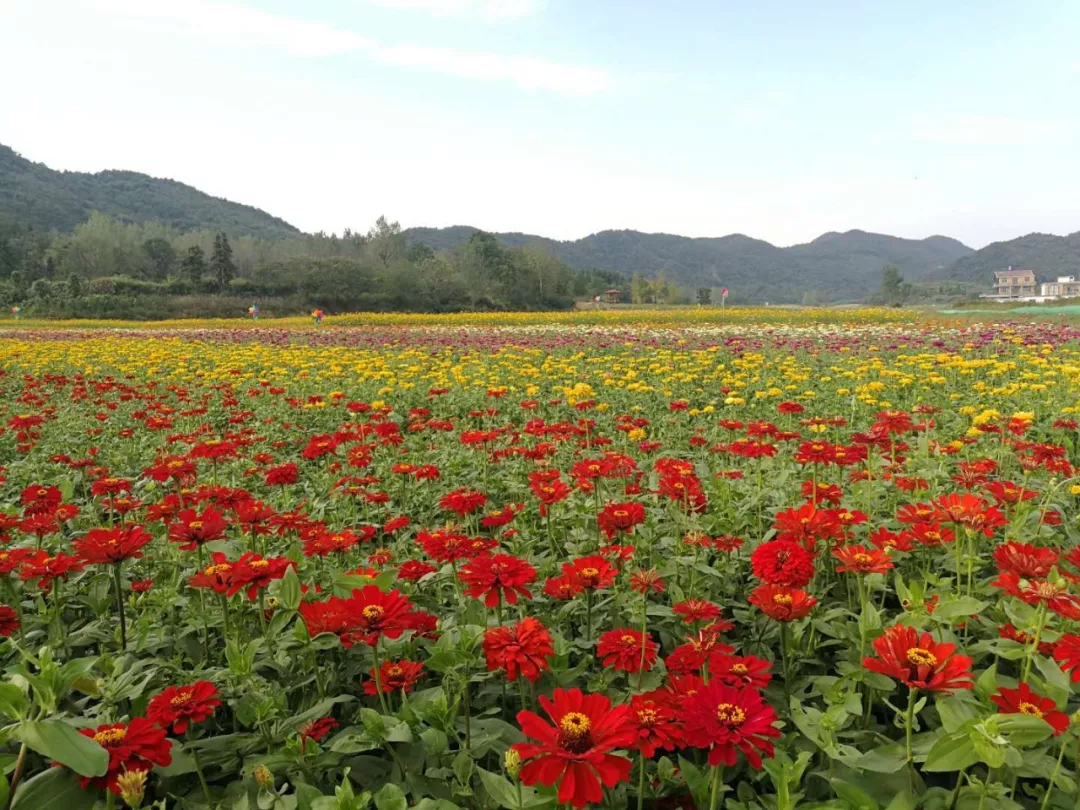 喜迎國慶,彭澤4a景區龍宮洞花世界暨玲瓏花谷盛大開園