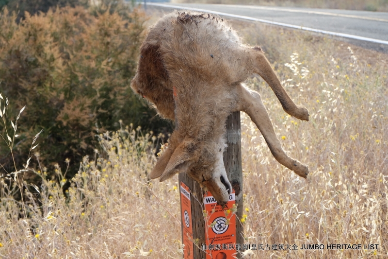 第262回郊狼和獾聯盟共生摩根山谷騎車歷險