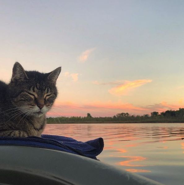 这猫就因有天,看主人正准备划皮划艇出去玩时,上了一趟船后