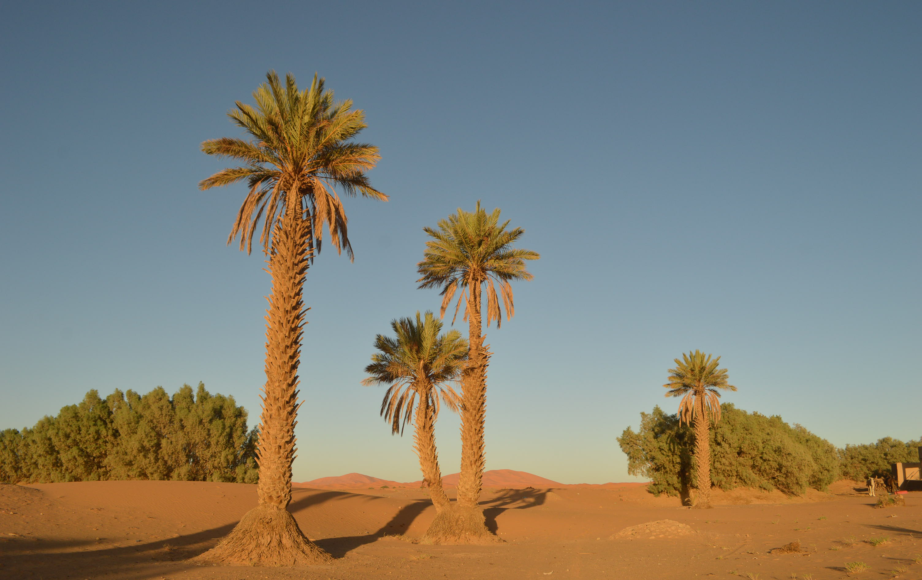 走进撒哈拉的红色沙漠,想象着三毛当年的感受,一个字,热!