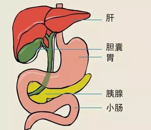 胆囊是位于右方肋骨下肝脏后方的一个有弹性的梨形囊袋构造.