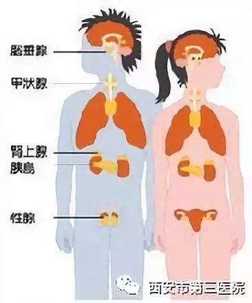 健康的人体是由内分泌系统各种激素(荷尔蒙)和神经系统一起调节人体的