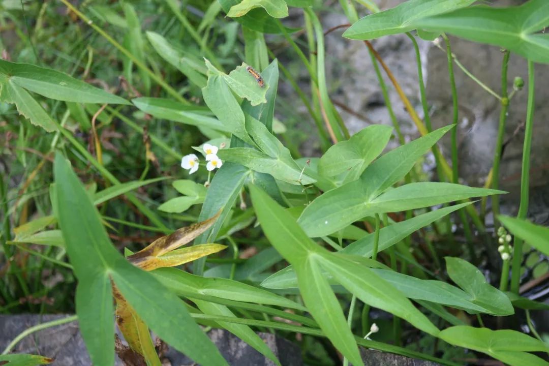 乡土植物江南水八仙之慈菇