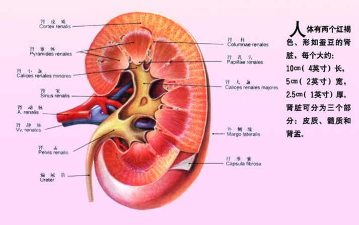 肾脏可以说是我们身体内比较重要的器官组织,它能够生成尿液,帮助我们