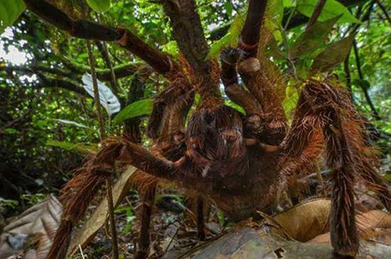 了解一下世界上最大的蜘蛛亚马逊巨人食鸟蛛