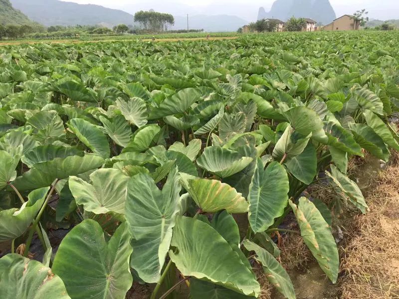 產地食材守味桂林人要有拿得出手的荔浦芋頭