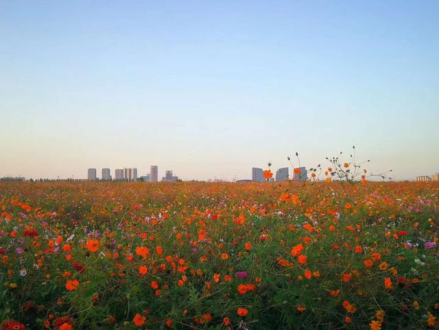 石家莊滹沱河花海白天與傍晚的景拍